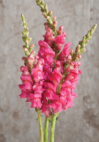 Snapdragon Potomac Cherry Rose F1