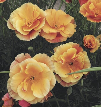 Californian Poppy Apricot