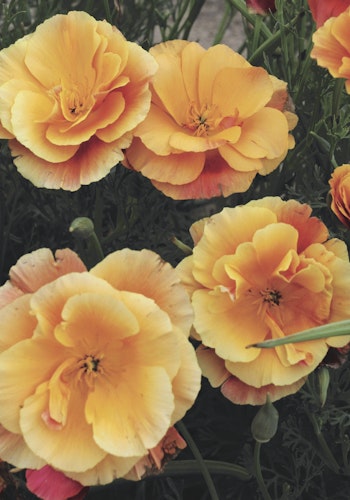 Californian Poppy Apricot