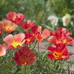 Californian Poppy Thai Silk Strawberry Fields