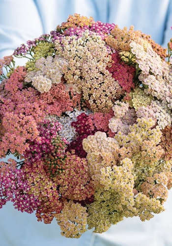 Yarrow Summer Pastels