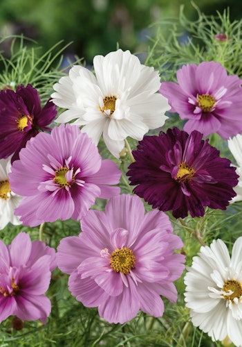 Cosmos Collarette Mixed