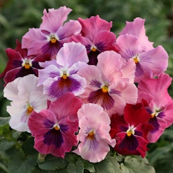 Pansy Strawberry Sundae F1