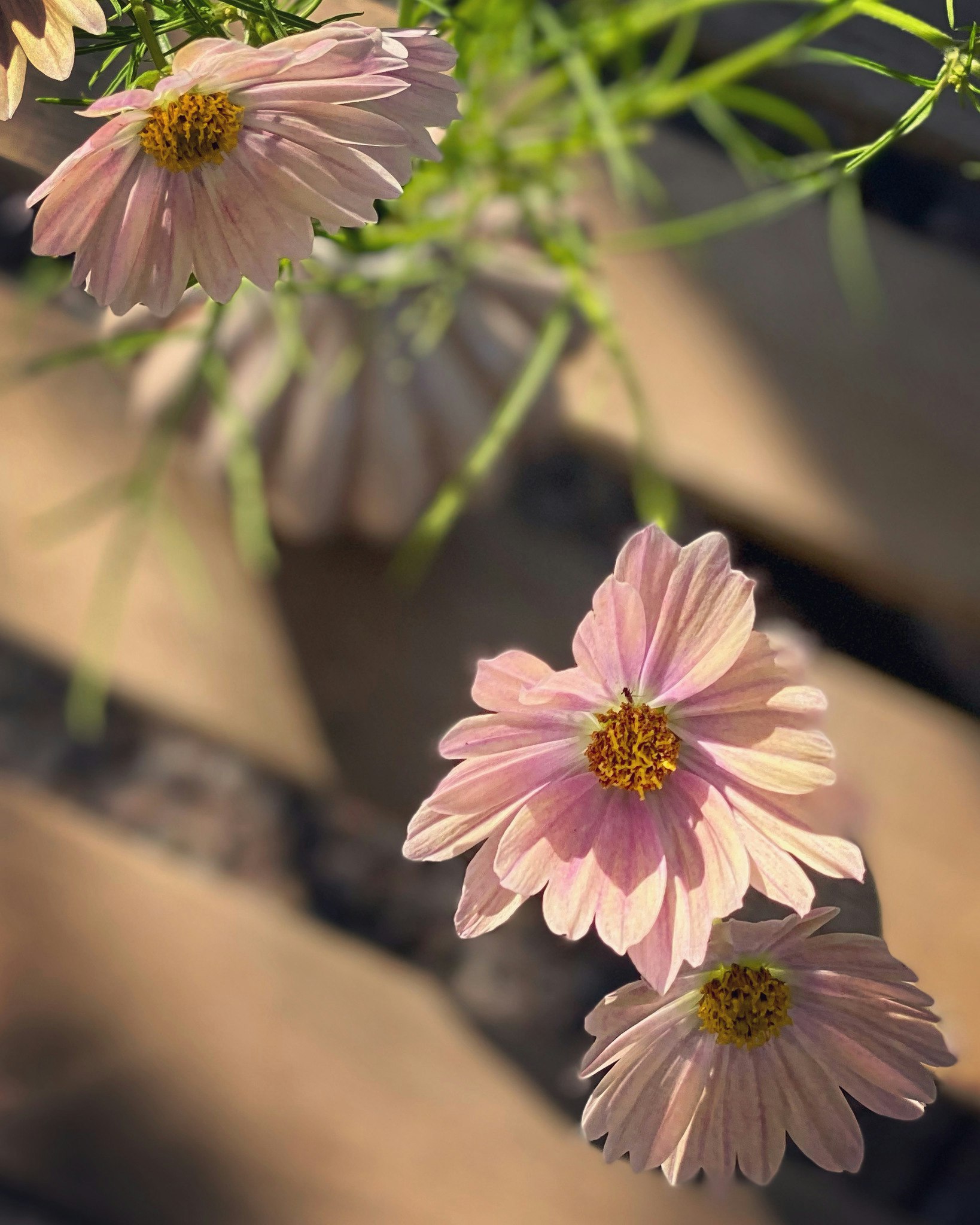 Cosmos Apricot Lemonade