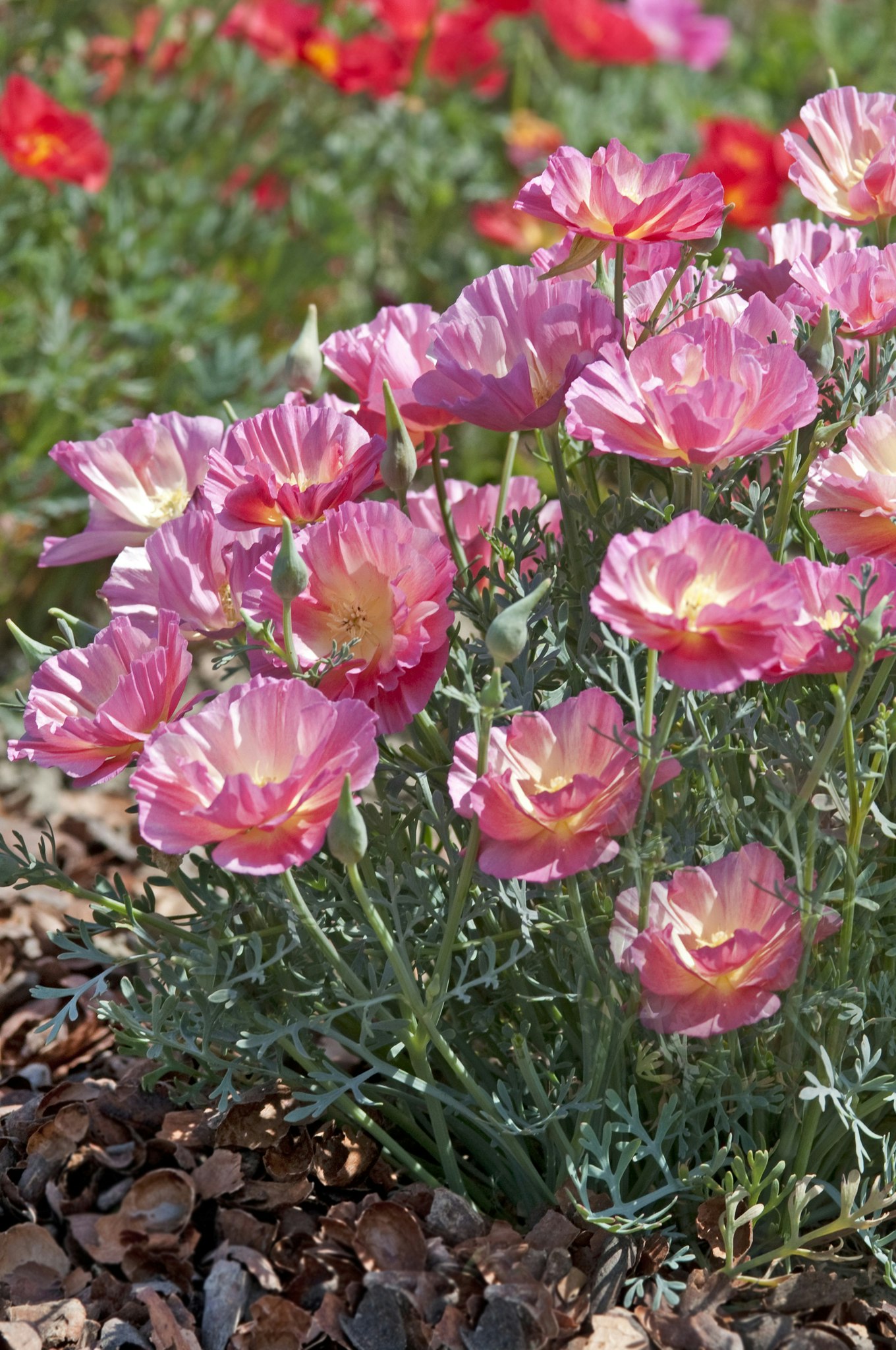 Californian Poppy Pink Bush