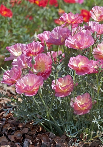 Californian Poppy Pink Bush