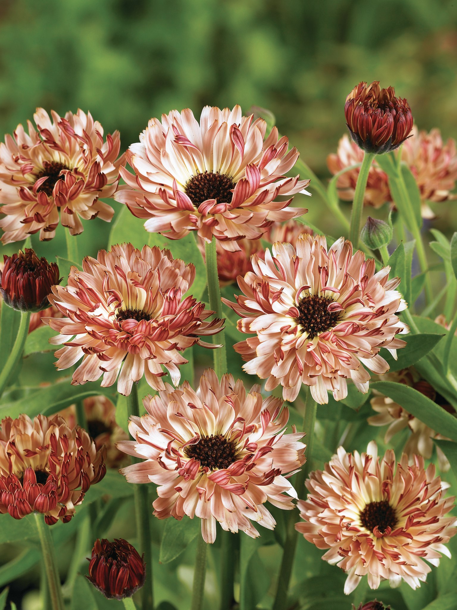 Calendula Bronzed Beauty