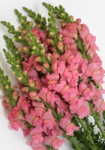 Snapdragon Potomac Soft Pink F1