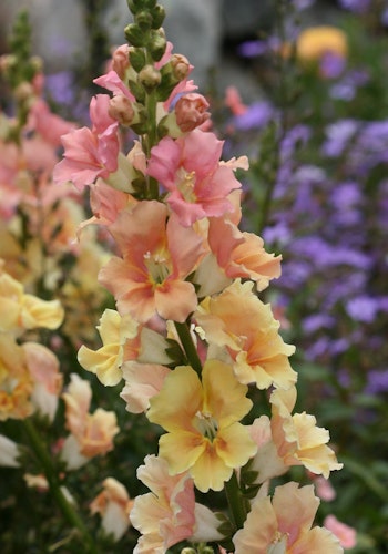 Snapdragon Chantilly Peach F1