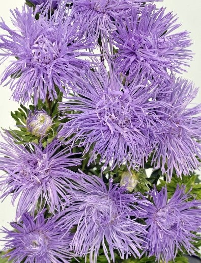 Aster Giant Quilled Silvery Lilac