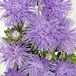 Aster Giant Quilled Silvery Lilac