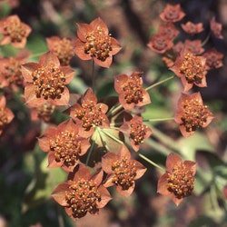 Hare's Ear Bronze Beauty