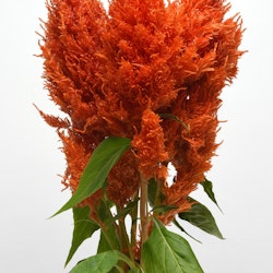 Celosia Sunday Orange