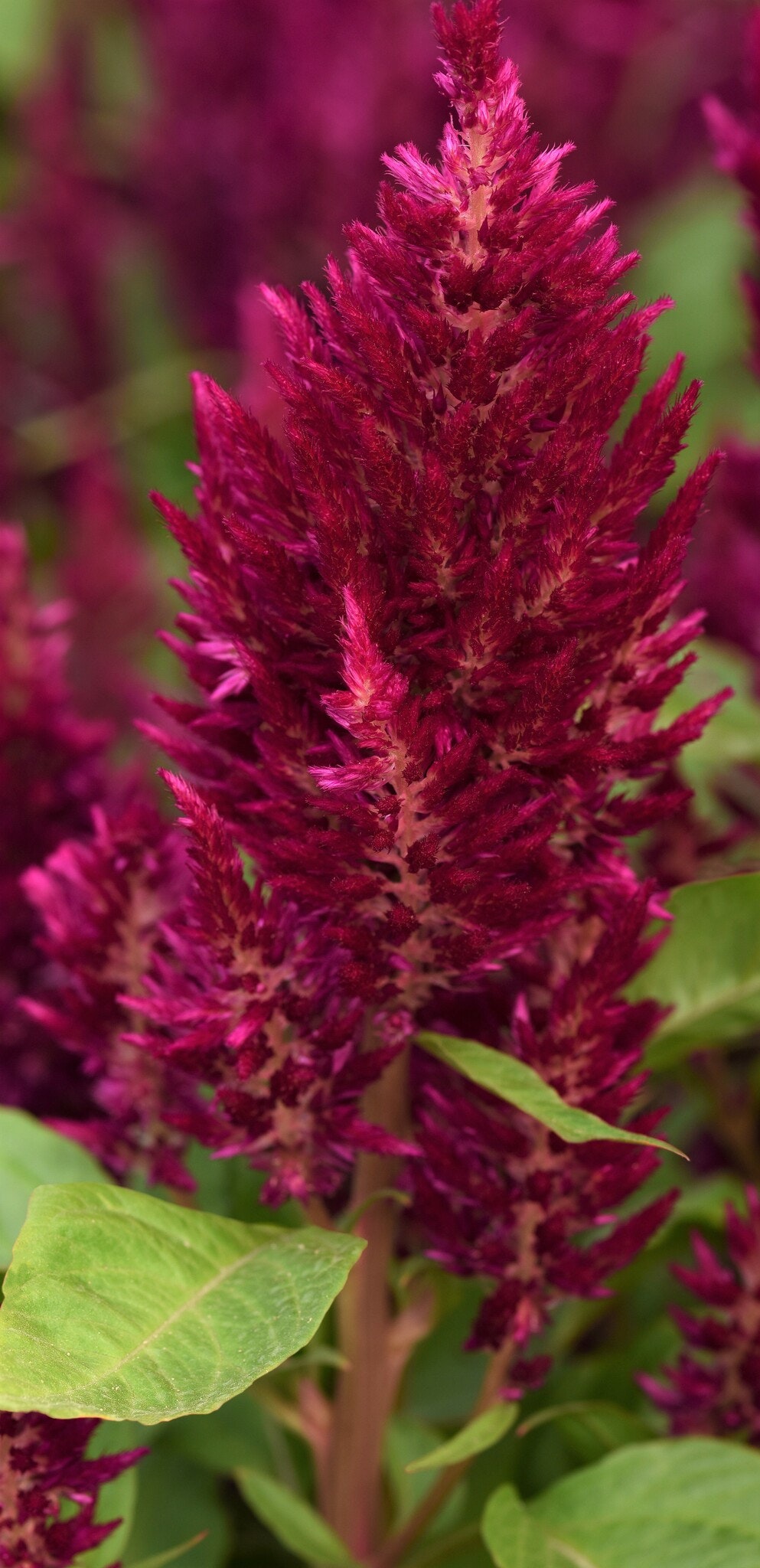 Celosia Sunday Purple