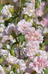 Clarkia May Blossom