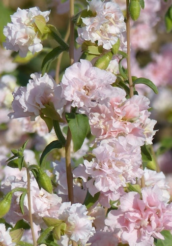 Clarkia May Blossom