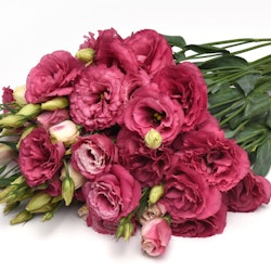 Lisianthus Can Can Carmine Rose F1