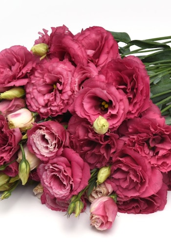 Lisianthus Can Can Carmine Rose F1