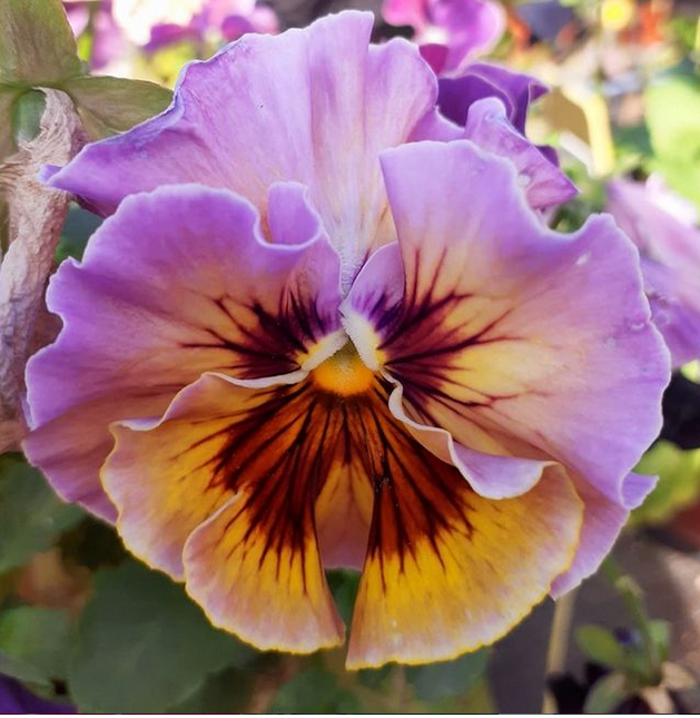 Pansy Flamenco Terracotta F1