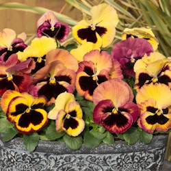 Pansy Mystique Antique Shades F1