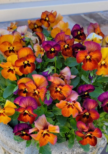 Pansy Nature Mulberry Shades F1