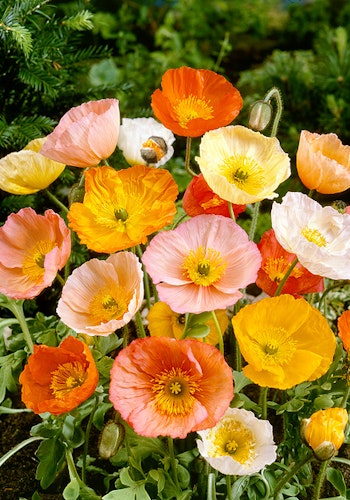 Poppy Meadow Pastels