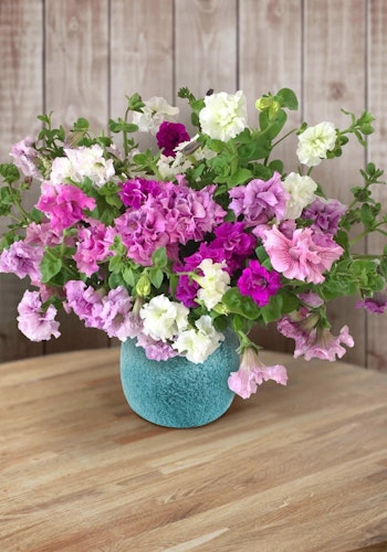 Petunia Allegra Mixed F1