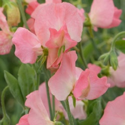 Sweet Pea Spring Sunshine Peach