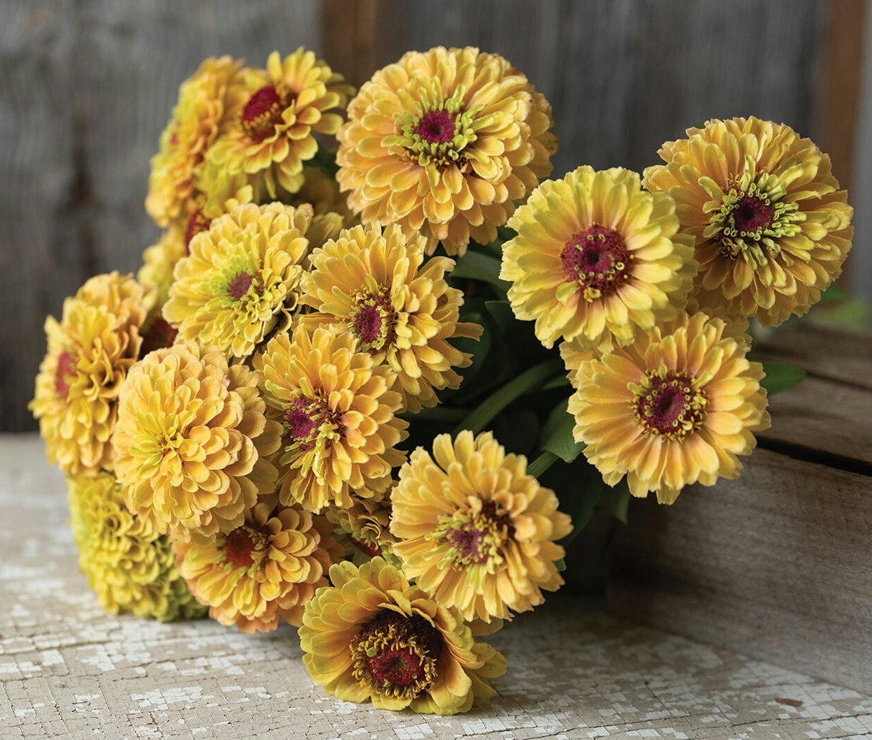 NYHET! Zinnia Queen Lemon Peach