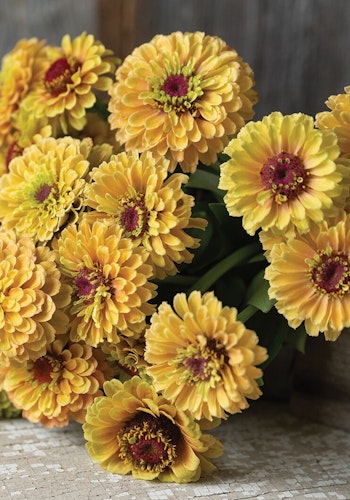 Zinnia Queen Lemon Peach