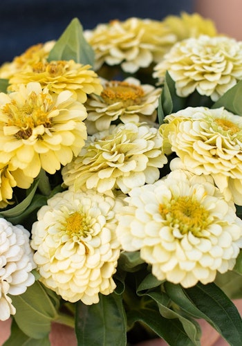 Zinnia Oklahoma Ivory