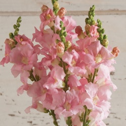 Snapdragon Chantilly Light Pink F1