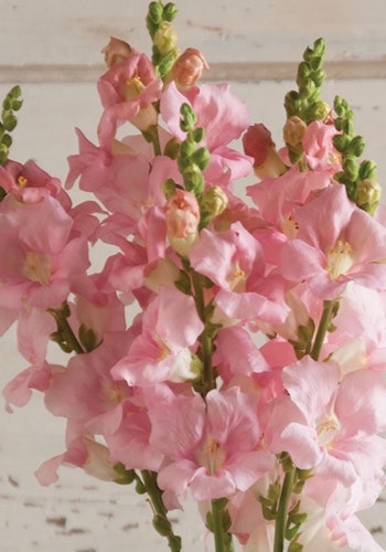 Snapdragon Chantilly Light Pink F1