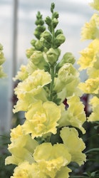 Snapdragon Madame Butterfly Yellow F1