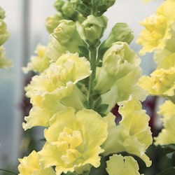 Snapdragon Madame Butterfly Yellow F1