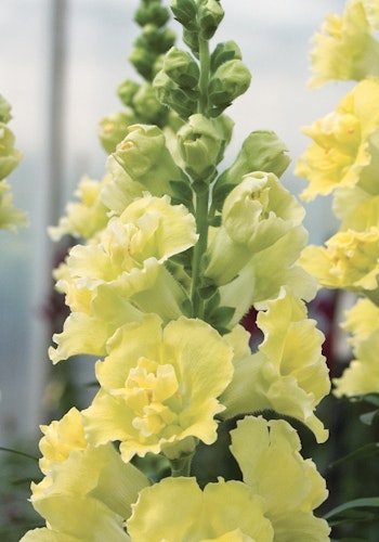 Snapdragon Madame Butterfly Yellow F1