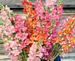 Snapdragon Sherbet Toned Chantilly Mixed F1