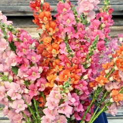 Snapdragon Sherbet Toned Chantilly Mixed F1