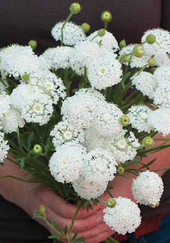 Laceflower Lacy White