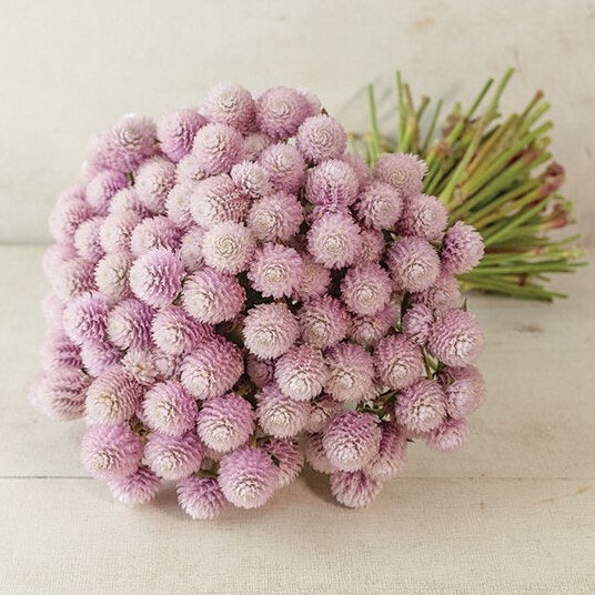 Globe amaranth QIS Pink