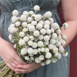 Globe amaranth QIS White