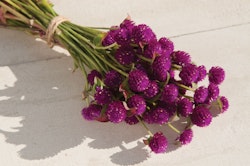 Globe amaranth QIS Purple