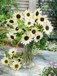 Sunflower Italian White