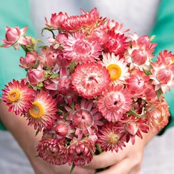 Strawflower King Size Raspberry Rose