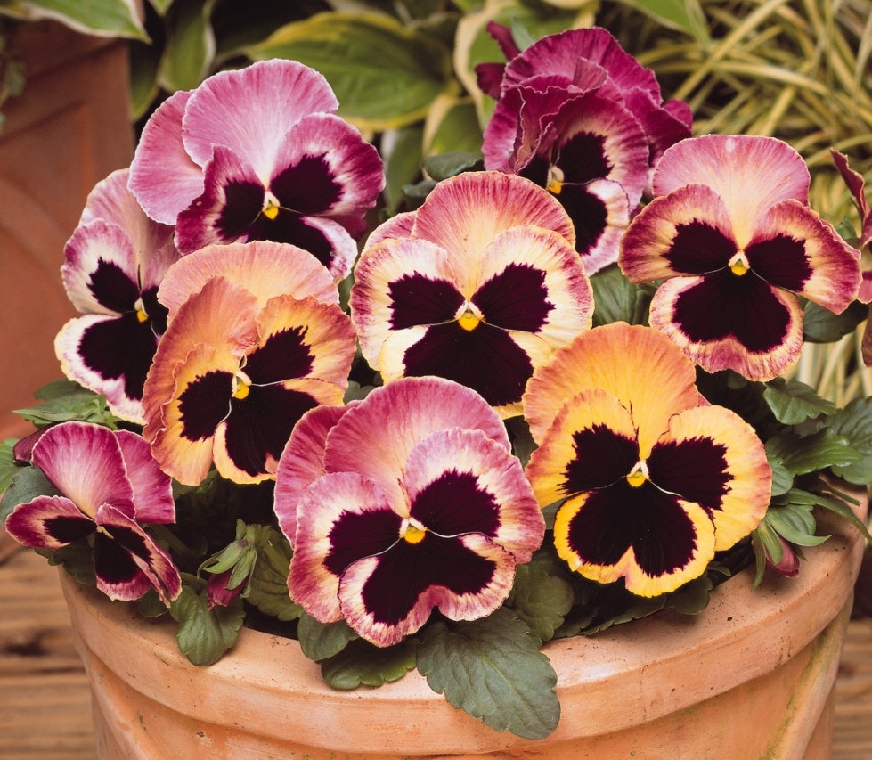 Pansy Matrix Sunrise F1