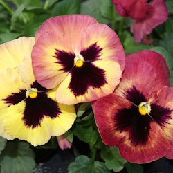 Pansy Xtrada Peach Shades F1