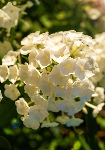 Phlox Whipped Cream