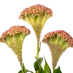 Celosia Champagne