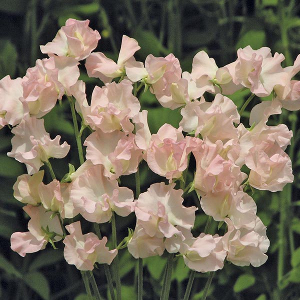 Sweet Pea Castlewellan