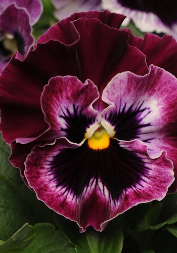 Pansy Frizzle Sizzle Raspberry F1